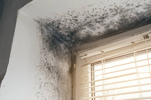Affordable Attic Mold Remediation solutions in Lorton, VA